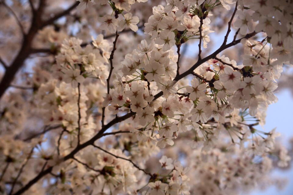Season flower sakura