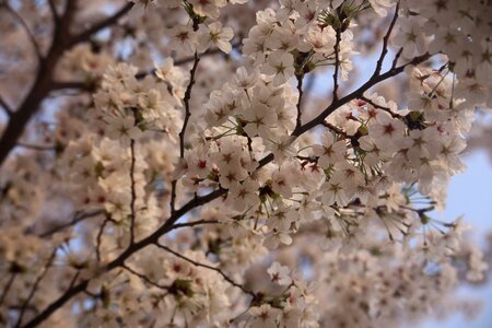 Season flower sakura