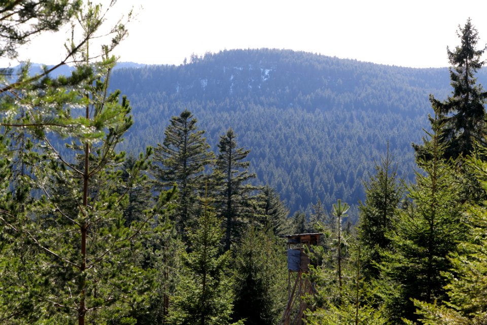 View from Kirchweg Northern Black Forest 2020-03-15 32