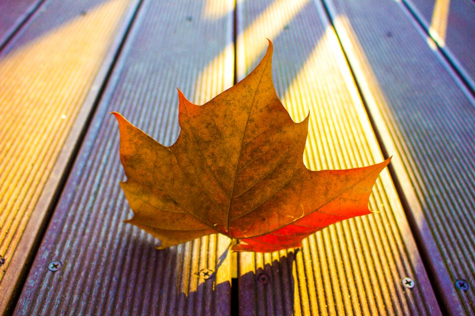 Autumn leaves autumn leaves