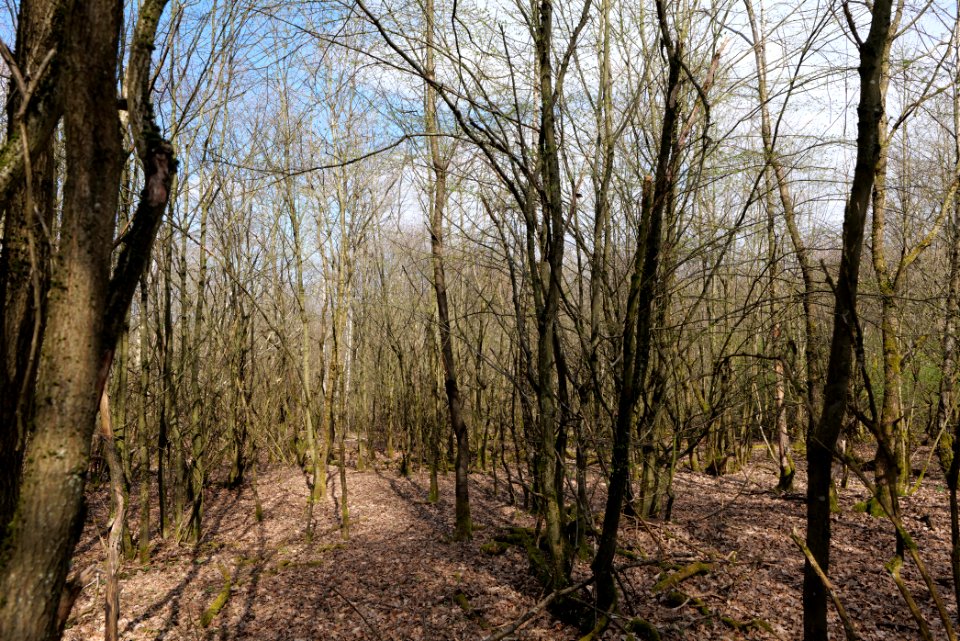 View from Limes trail Taunus Ober-Mörlen 2021-04-02 18