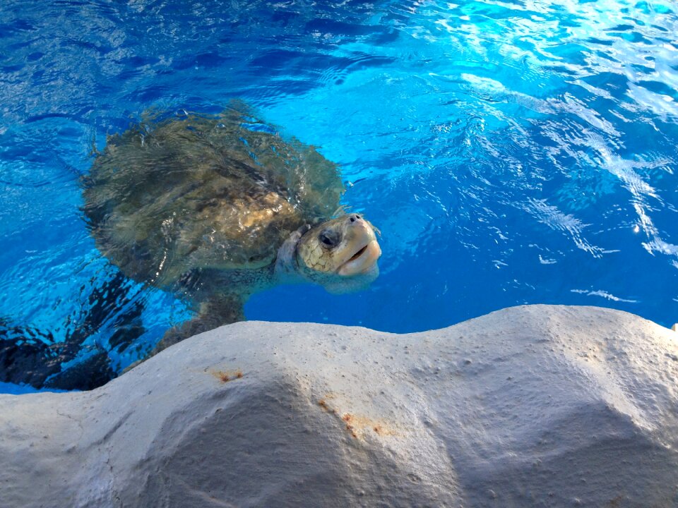 Animals water mar