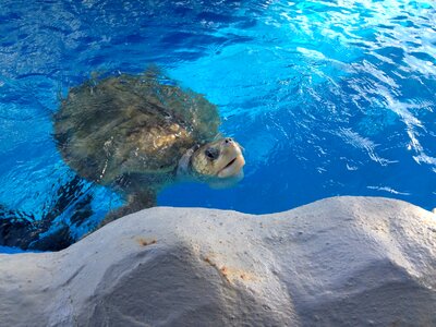 Animals water mar