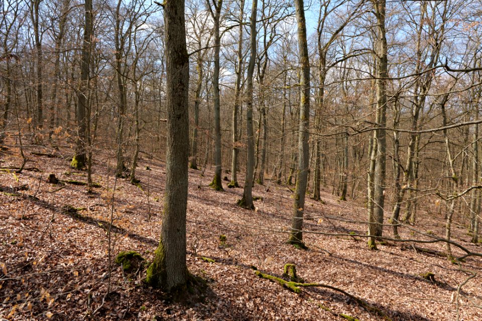 View from Limes trail Taunus Ober-Mörlen 2021-04-02 07