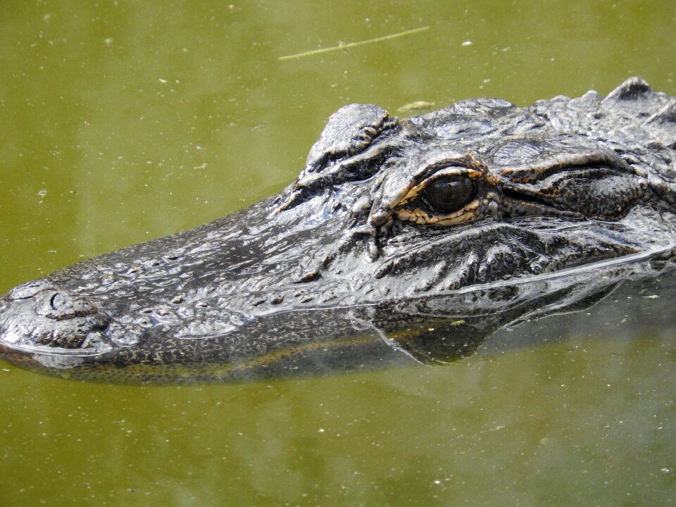 Animal reptile swamp