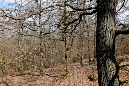 View from Limes trail Taunus Ober-Mörlen 2021-04-02 10