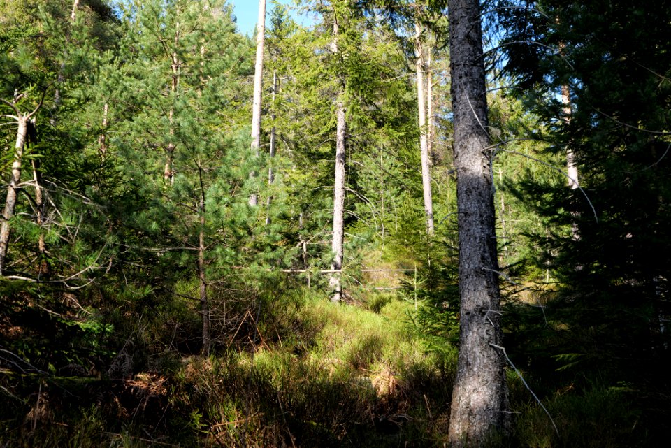 View from Kirchweg Northern Black Forest 2020-03-15 21