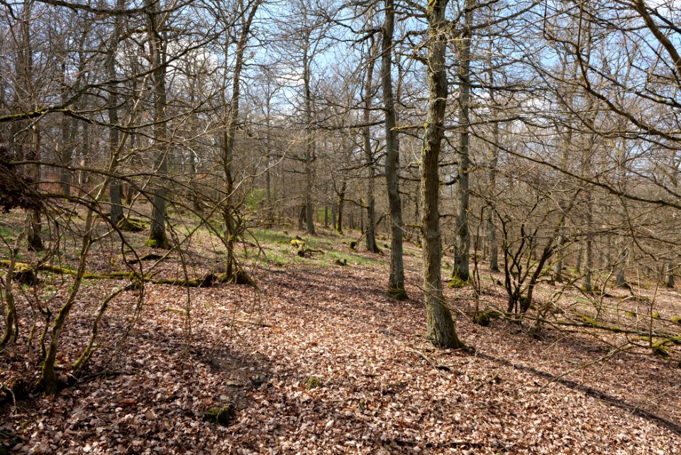View from Limes trail Taunus Ober-Mörlen 2021-04-02 13