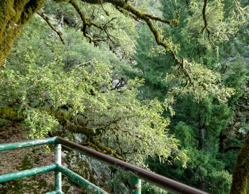 View from cliffside scaffold of trees in Castle Rock State Park