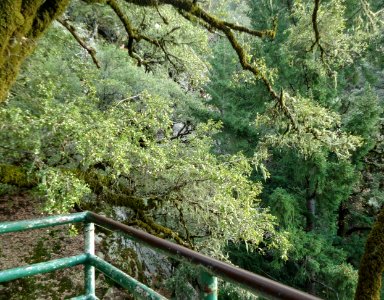 View from cliffside scaffold of trees in Castle Rock State Park photo