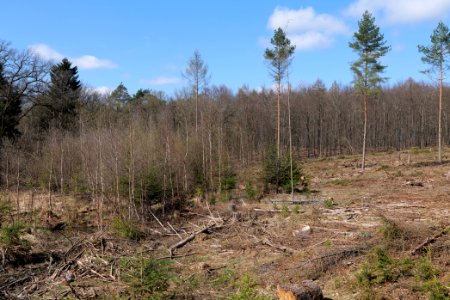 View from Limes trail Taunus Ober-Mörlen 2021-04-02 28