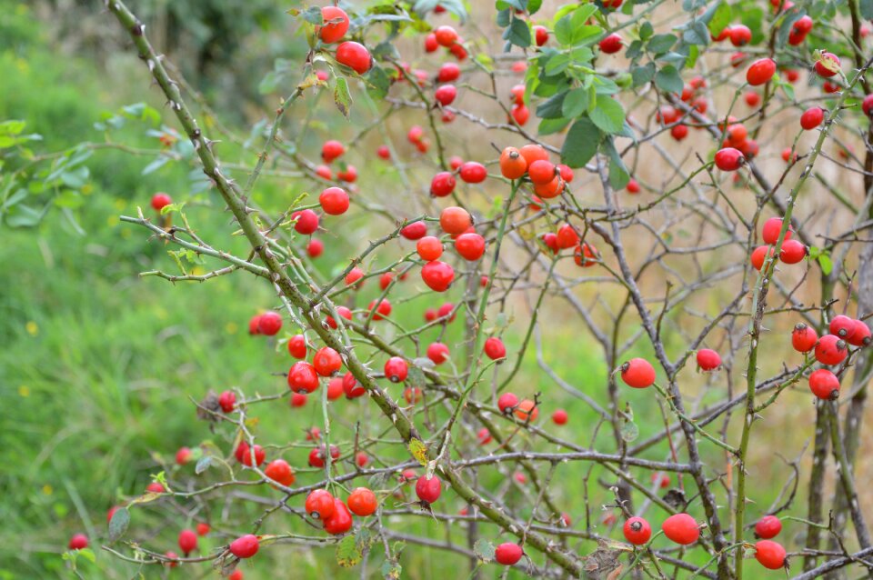 Thorns rose hip plant