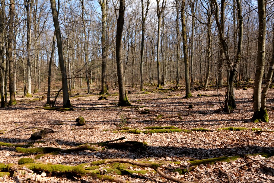 View from Limes trail Taunus Wehrheim 2021-04-02 12