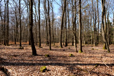 View from Limes trail Taunus Wehrheim 2021-04-02 28