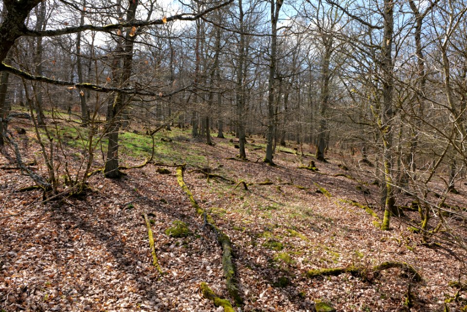 View from Limes trail Taunus Ober-Mörlen 2021-04-02 12
