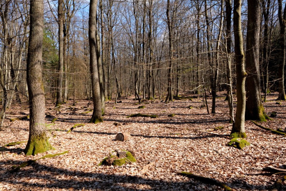 View from Limes trail Taunus Wehrheim 2021-04-02 17