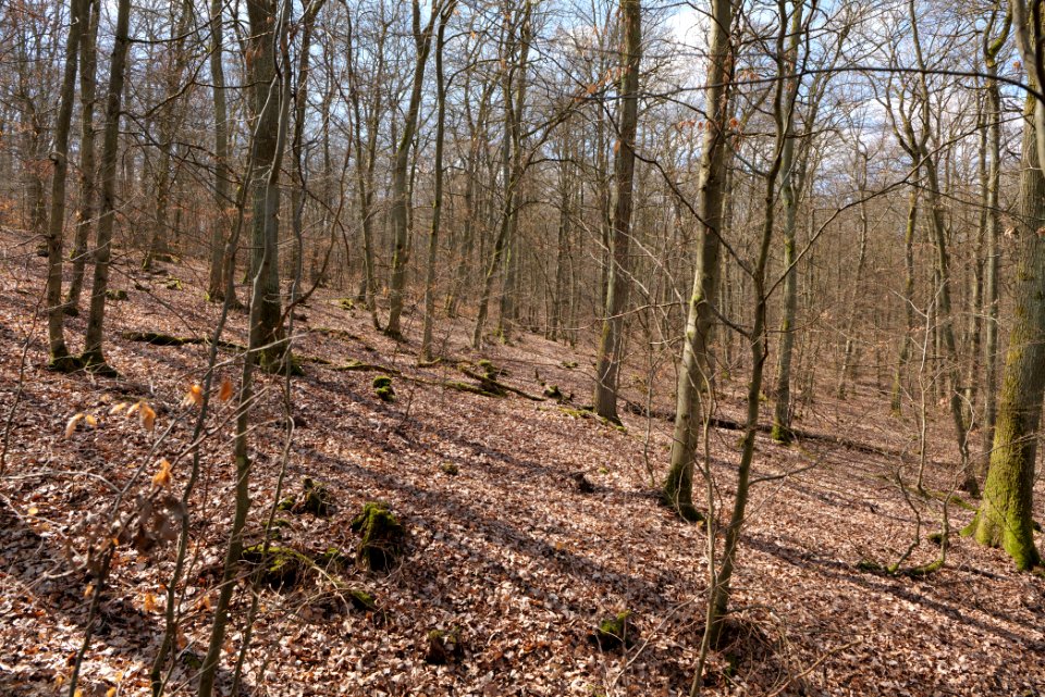 View from Limes trail Taunus Ober-Mörlen 2021-04-02 06