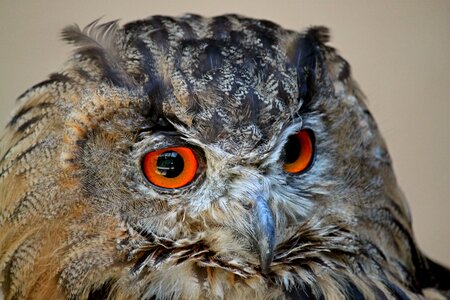 Animal owl portrait feather photo