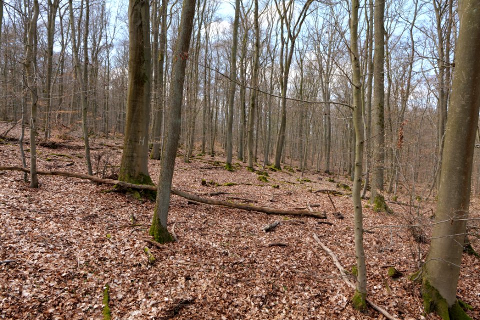 View from Limes trail Taunus Ober-Mörlen 2021-04-02 05