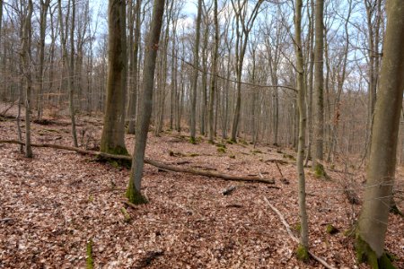View from Limes trail Taunus Ober-Mörlen 2021-04-02 05