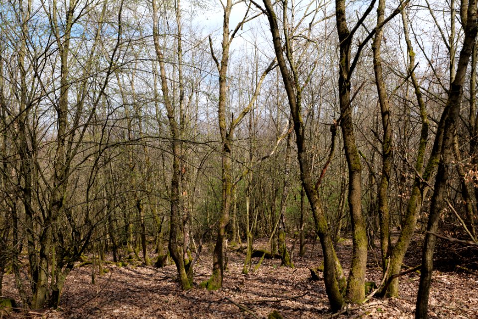View from Limes trail Taunus Ober-Mörlen 2021-04-02 20