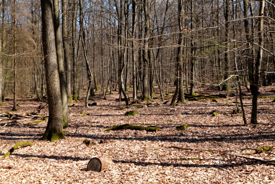 View from Limes trail Taunus Wehrheim 2021-04-02 18