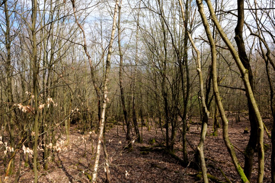 View from Limes trail Taunus Ober-Mörlen 2021-04-02 17