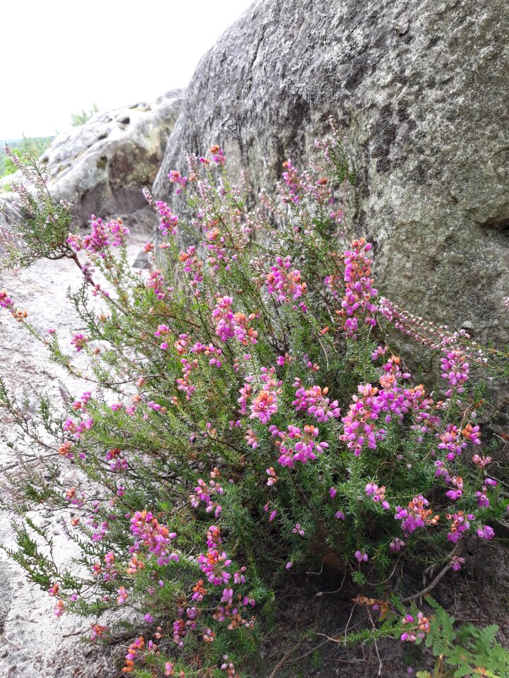 Plant pink flowers nature