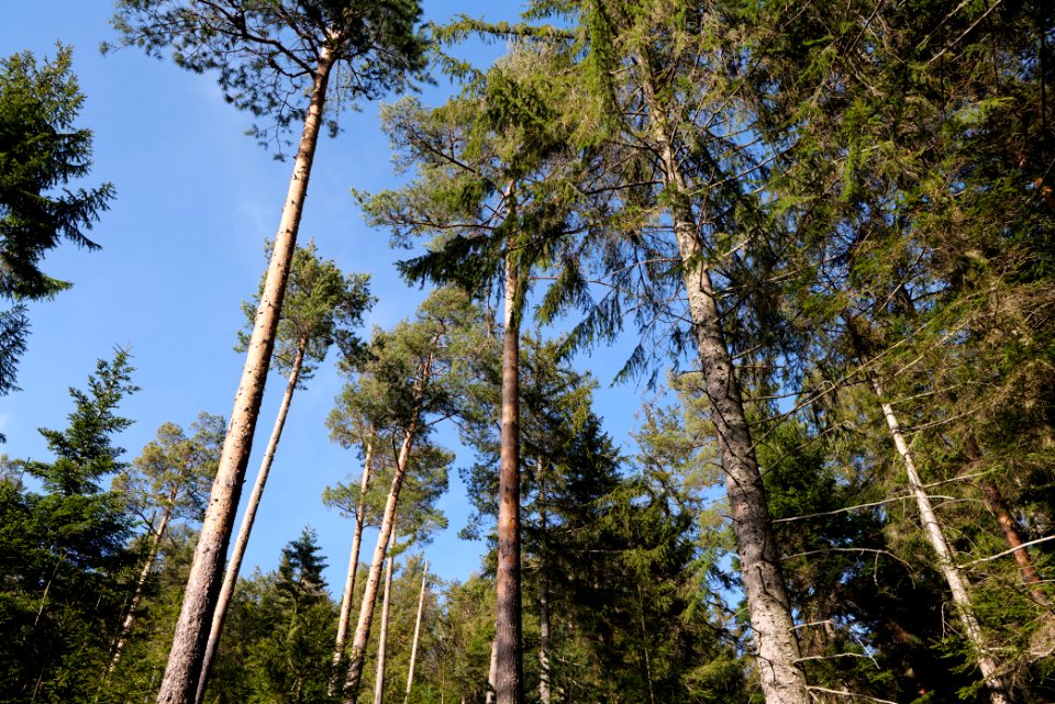 View from Kirchweg Northern Black Forest 2020-03-15 18