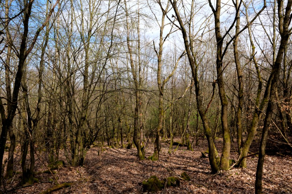 View from Limes trail Taunus Ober-Mörlen 2021-04-02 19