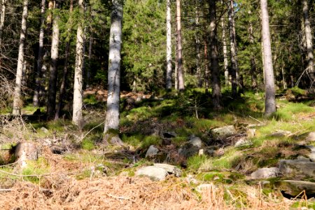 View from Kirchweg Northern Black Forest 2020-03-15 12