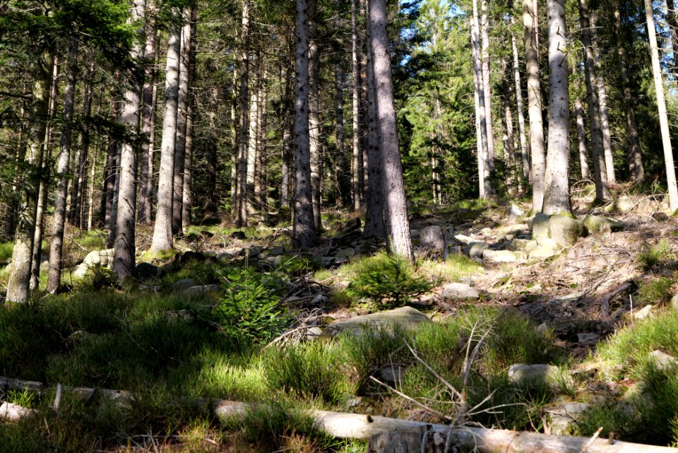 View from Kirchweg Northern Black Forest 2020-03-15 07