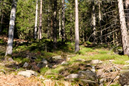 View from Kirchweg Northern Black Forest 2020-03-15 13