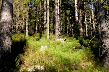 View from Kirchweg Northern Black Forest 2020-03-15 09