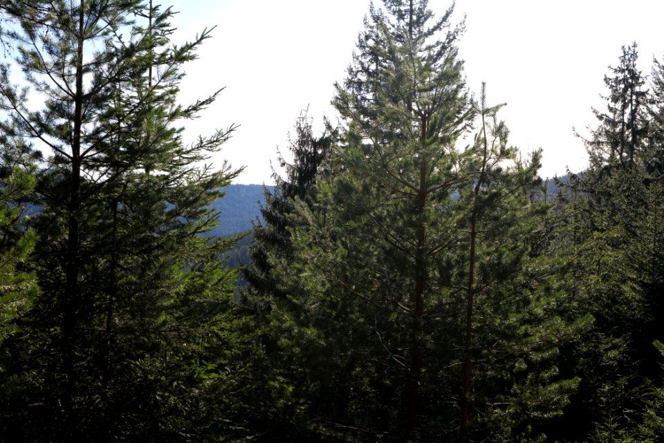 View from Kirchweg Northern Black Forest 2020-03-15 05