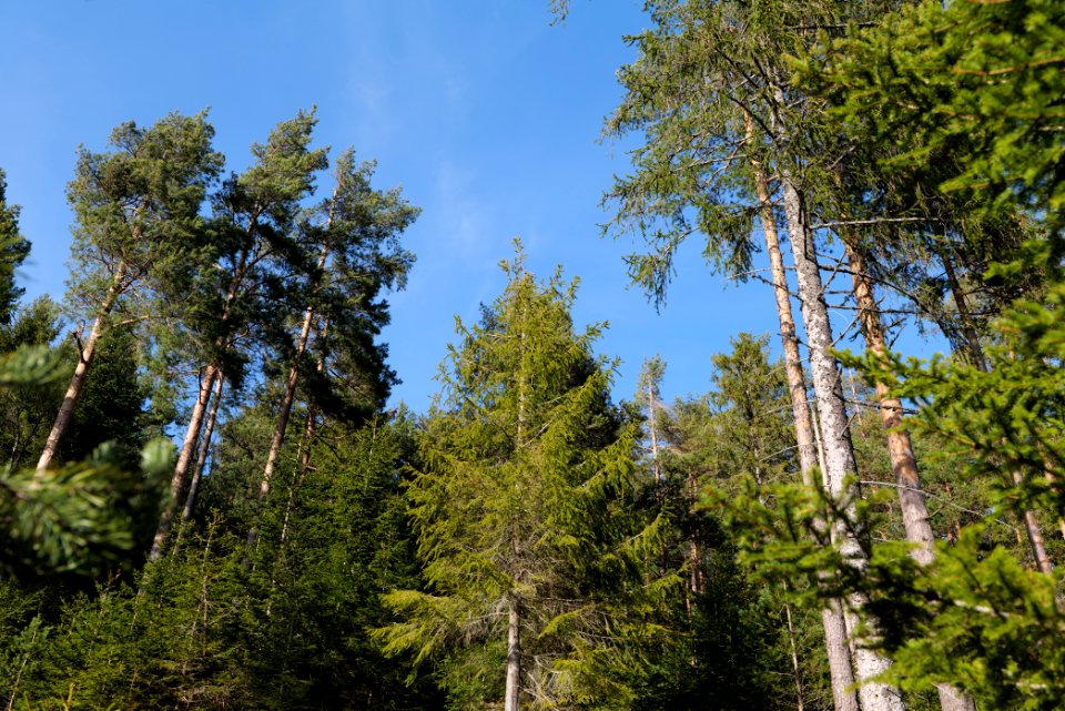 View from Kirchweg Northern Black Forest 2020-03-15 24