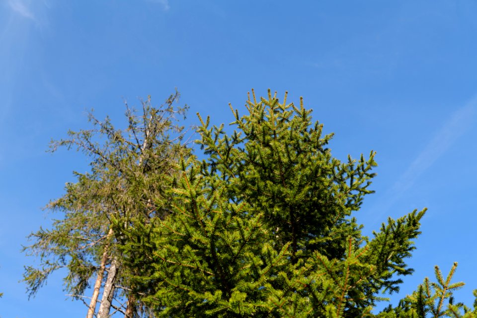 View from Kirchweg Northern Black Forest 2020-03-15 26