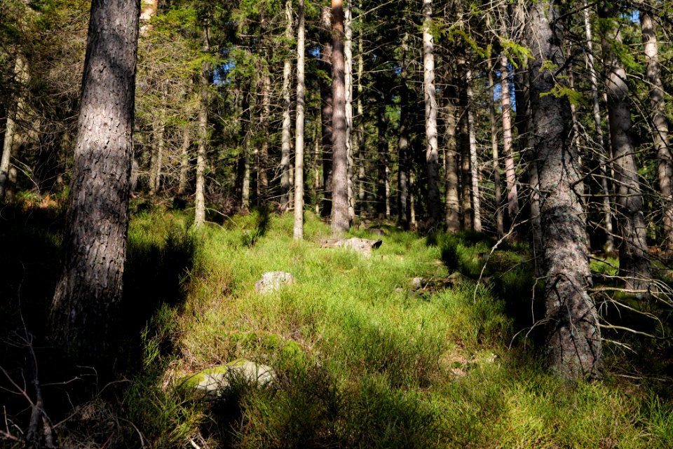 View from Kirchweg Northern Black Forest 2020-03-15 10