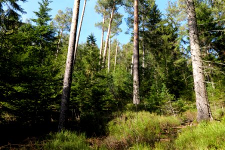 View from Kirchweg Northern Black Forest 2020-03-15 19