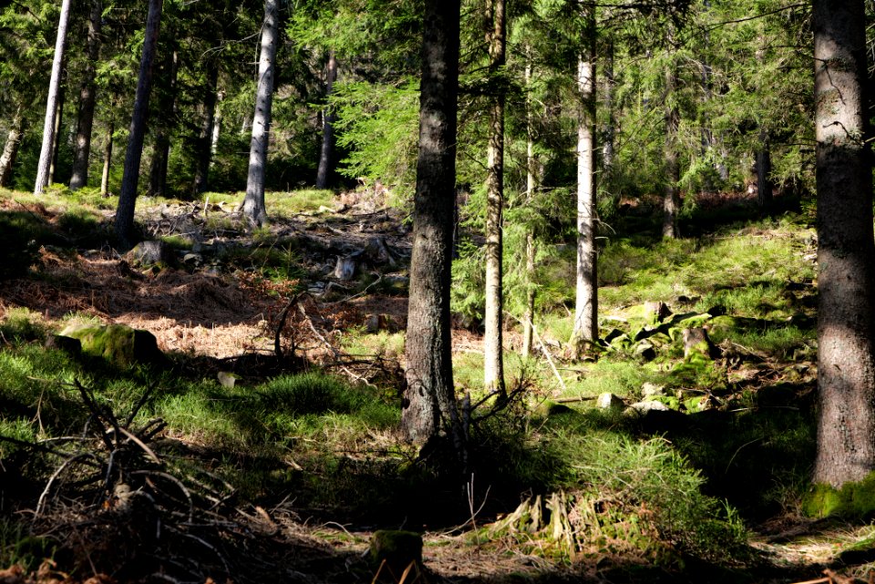 View from Kirchweg Northern Black Forest 2020-03-15 04