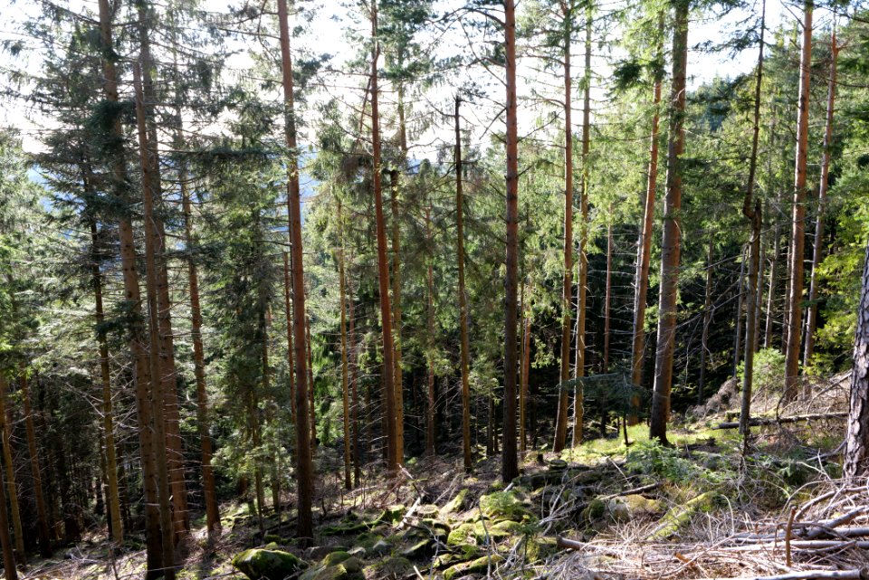 View from Kirchweg Northern Black Forest 2020-03-15 11