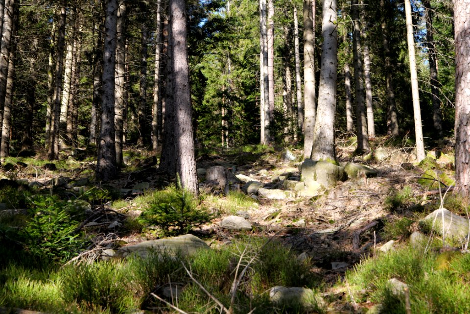 View from Kirchweg Northern Black Forest 2020-03-15 08