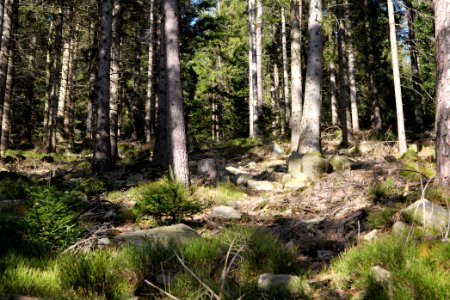 View from Kirchweg Northern Black Forest 2020-03-15 08