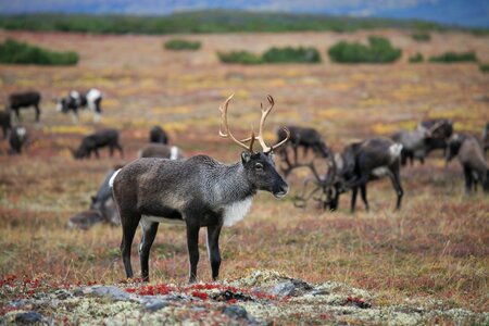 The horn of africa hoof animal