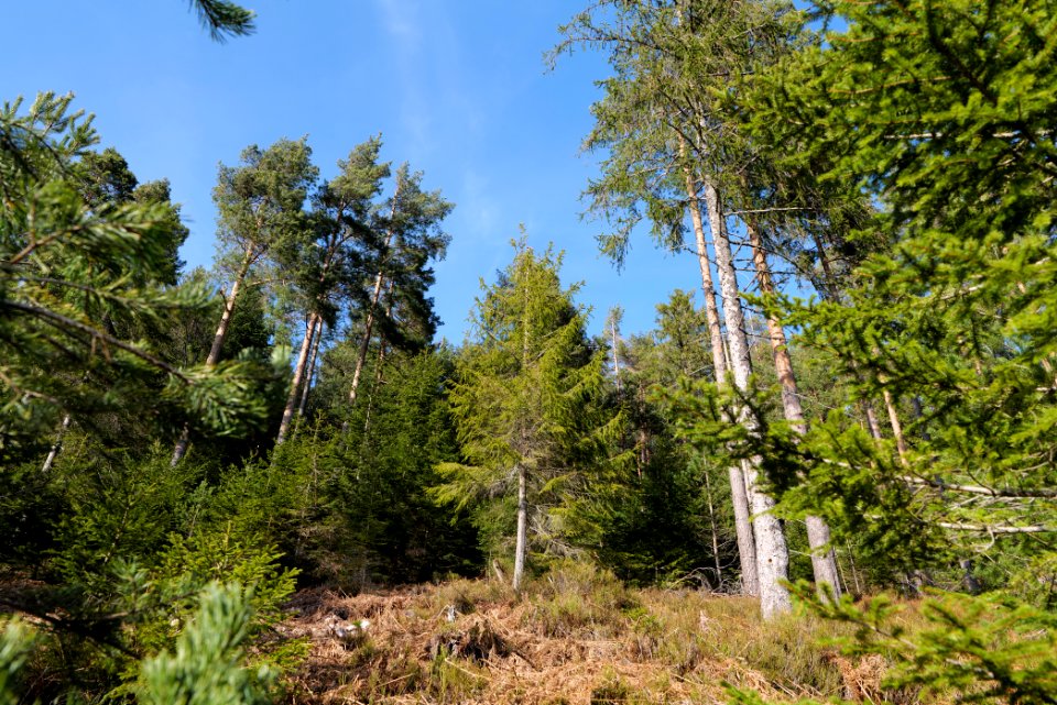 View from Kirchweg Northern Black Forest 2020-03-15 23