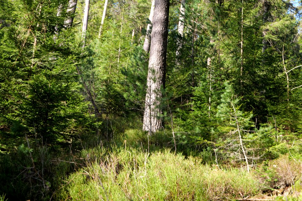 View from Kirchweg Northern Black Forest 2020-03-15 16