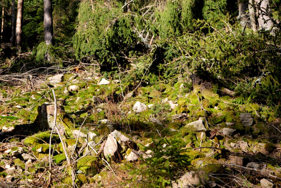 View from Kirchweg Northern Black Forest 2020-03-15 14