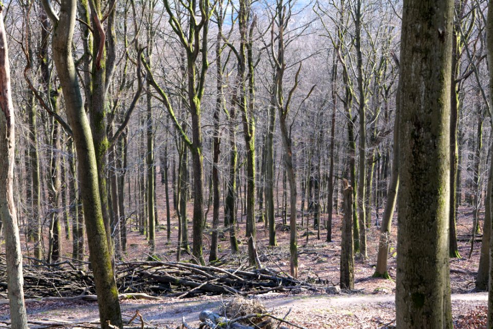 View from Rübezahlweg Taunus 2020-03-25 02