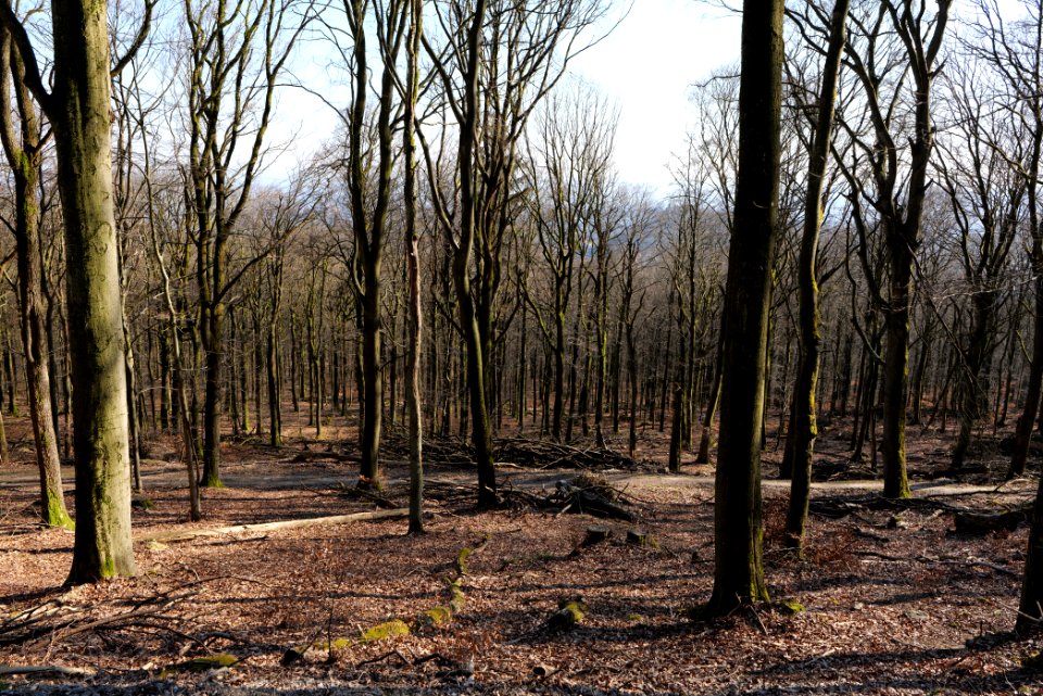 View from Rübezahlweg Taunus 2020-03-25 05