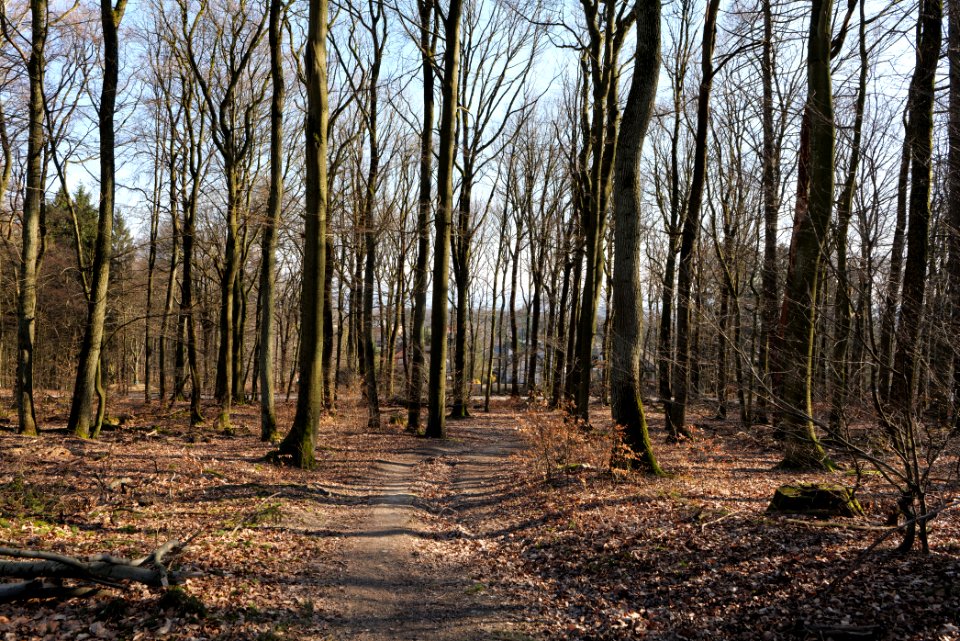 View from Rübezahlweg Taunus 2020-03-25 07